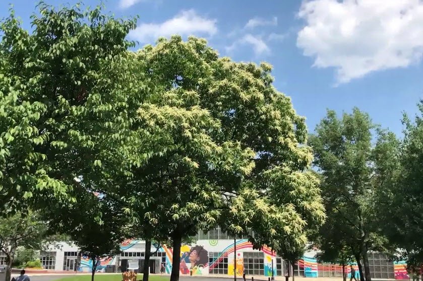 Northeastern University Arboretum, United States